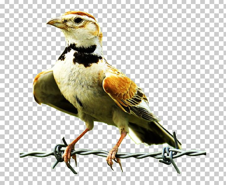 Lark Finch Bird Owl Common Nightingale PNG, Clipart, Beak, Bird, Bird Cage, Birds, Child Free PNG Download