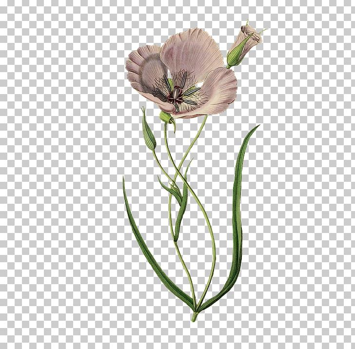 Splendid Mariposa Lily Poppy Open PNG, Clipart, Calochortus, Common Poppy, Cut Flowers, Download, Flower Free PNG Download