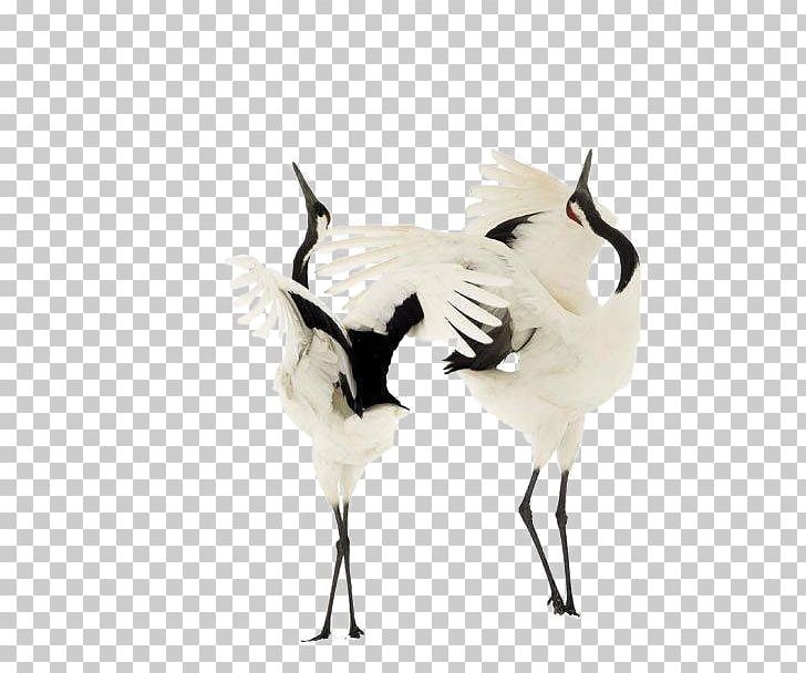 Red-crowned Crane Bird Dance Sandhill Crane PNG, Clipart, Animal, Beak, Crane, Crane Like Bird, Crown Free PNG Download