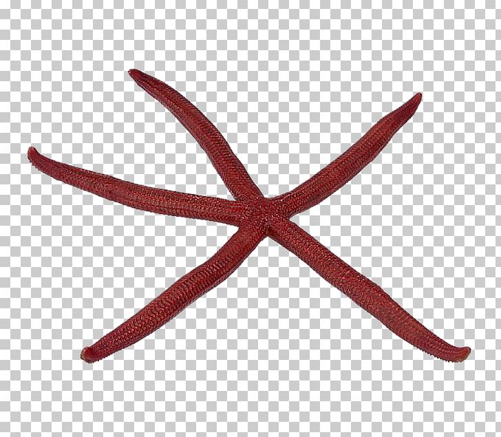 Starfish PNG, Clipart, Animals, By The Sea, Echinoderm, Invertebrate, Marine Invertebrates Free PNG Download