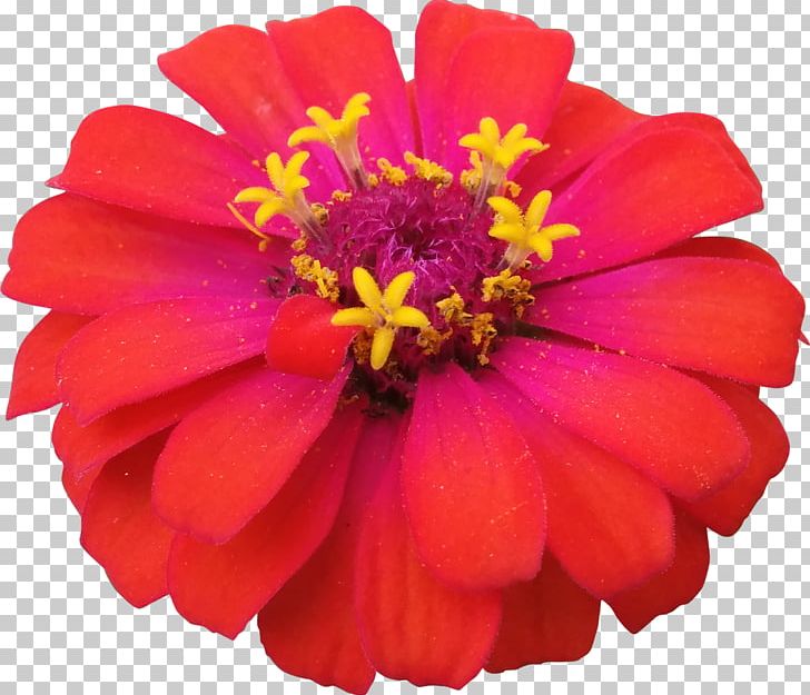Common Zinnia Flower Garden Cosmos PNG, Clipart, Annual Plant, Cari, Color, Common Zinnia, Cosmos Free PNG Download