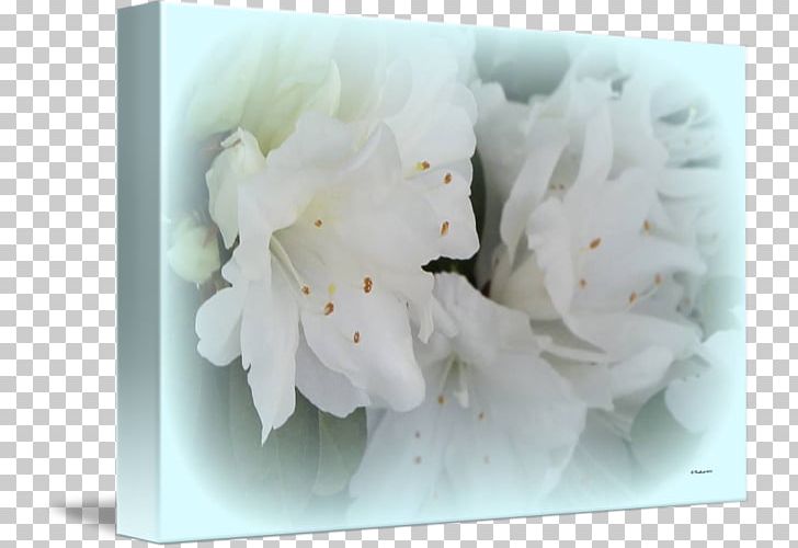 Petal Flower Floral Design PNG, Clipart, Blossom, Floral Design, Flower, Nature, Petal Free PNG Download