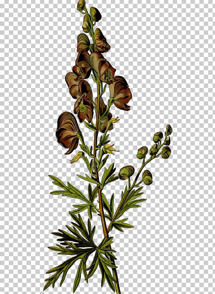 Plant Families: A Guide For Gardeners And Botanists Aconite Medicinal Plants European Monkshood PNG, Clipart, Aconite, Botanists, European, Families, Gardeners Free PNG Download