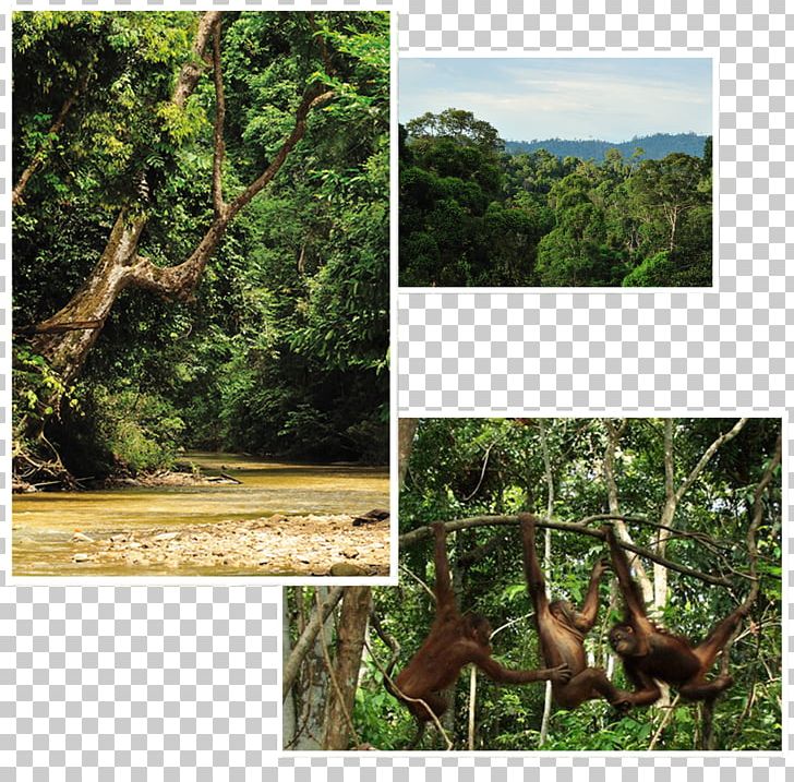 Rainforest Ecosystem Borneo Orangutan Survival Deutschland Old-growth Forest PNG, Clipart, Borneo, Bos, Climate, Fauna, Flora Free PNG Download