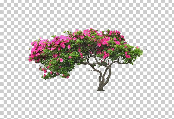 Blossom Tree Flower Plant PNG, Clipart, Annual Plant, Azalea, Blossom, Branch, Flora Free PNG Download