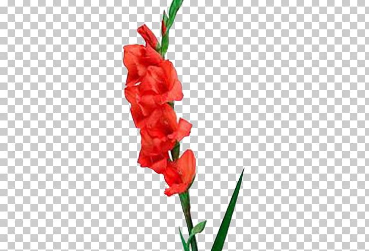 Gladiolus Birth Flower Cut Flowers Red PNG, Clipart, Birth, Birth Flower, Bulb, Cut Flowers, Flower Free PNG Download