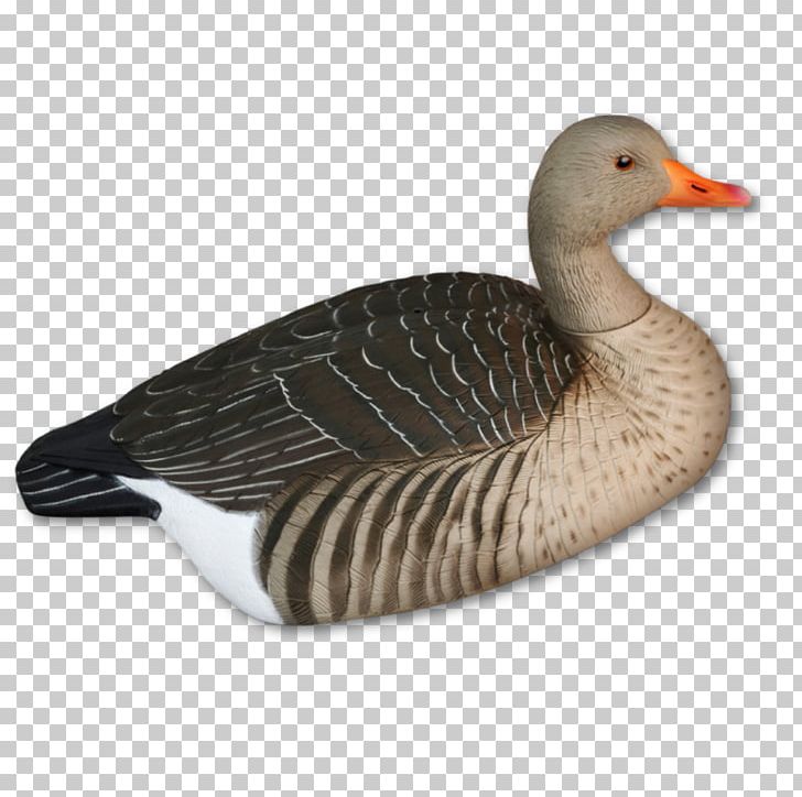 Mallard Goose Duck Hunting Bird PNG, Clipart, Angling, Animals, Approximately, Beak, Bird Free PNG Download