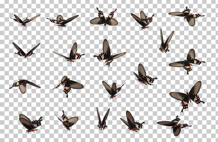 Sprite Butterfly Animated Film PNG, Clipart, 2d Computer Graphics, Animal Migration, Animated Film, Beautifly, Bird Free PNG Download
