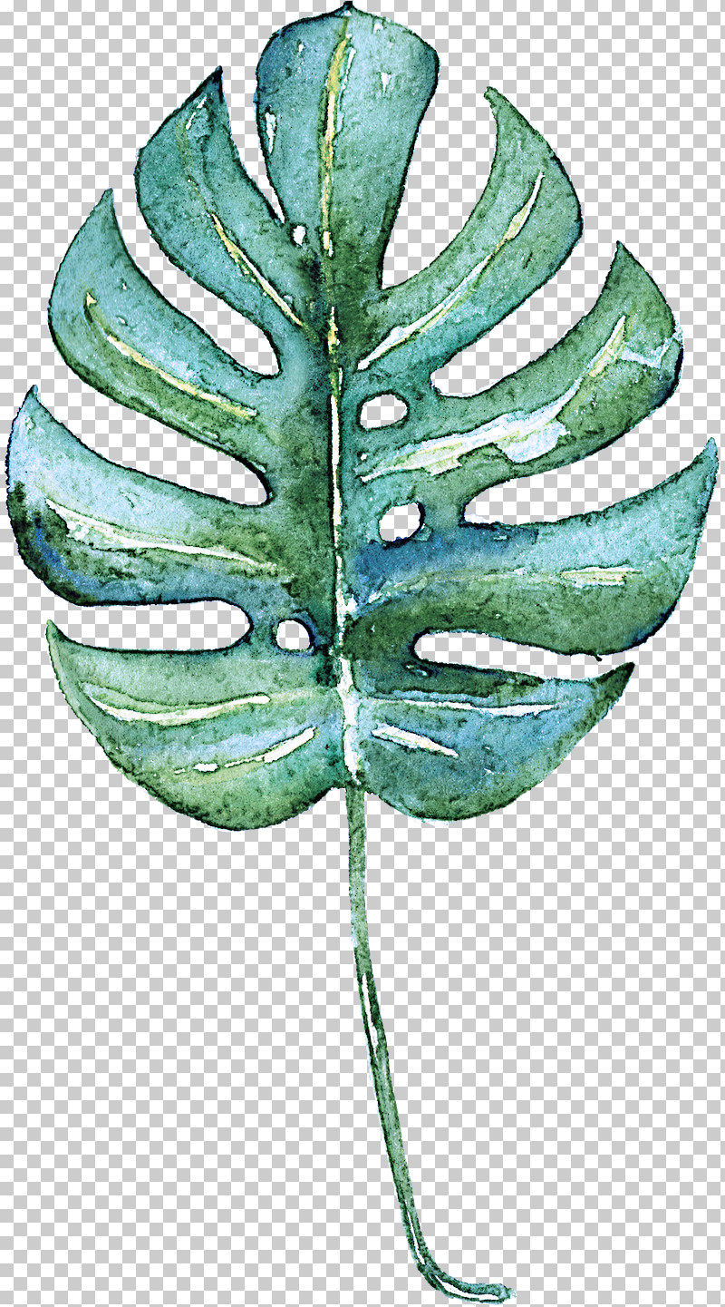 Leaf Green Plant Tree Vascular Plant PNG, Clipart, Flower, Green, Leaf, Plant, Plant Pathology Free PNG Download