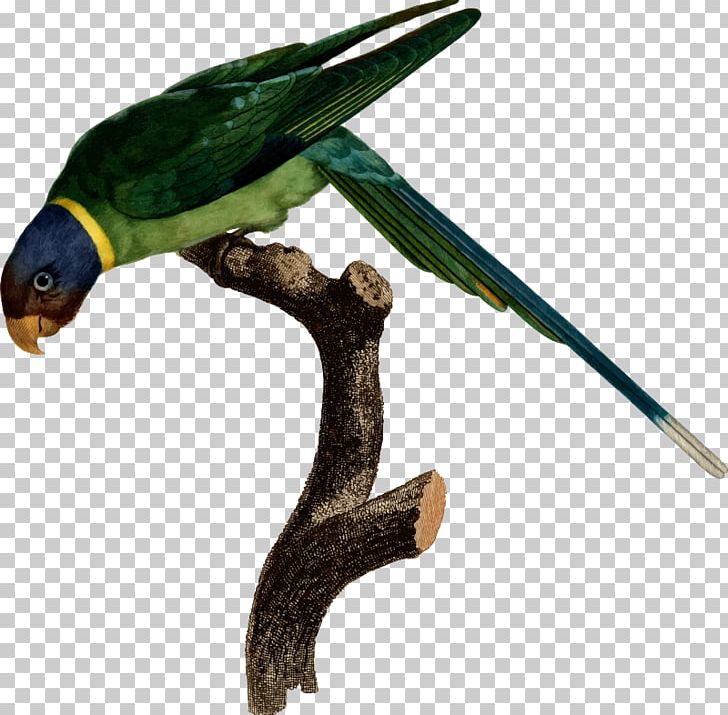 Bird Amazon Parrot Drawing Macaw PNG, Clipart, Amazon Parrot, Animal, Animals, Beak, Bird Free PNG Download
