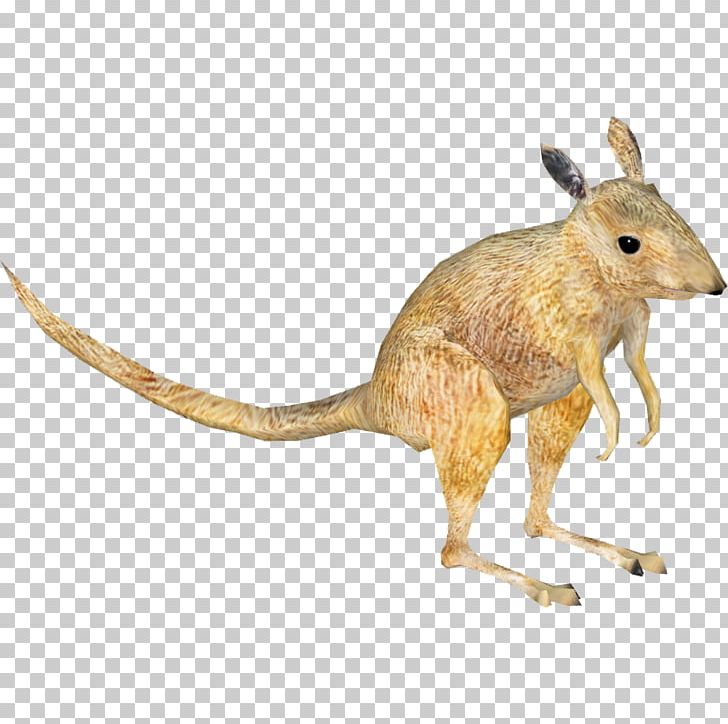 Desert Rat-kangaroo Macropodidae Rodent Mouse PNG, Clipart, Animal, Animal Figure, Animals, Desert, Desert Kangaroo Rat Free PNG Download