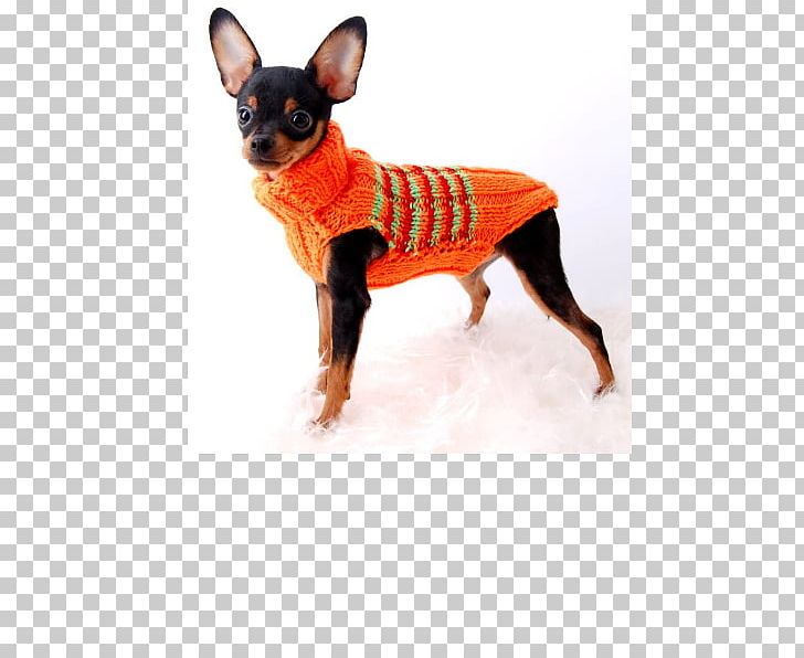 Miniature Pinscher Russkiy Toy Prague Ratter English Toy Terrier Chihuahua PNG, Clipart, Breed, Carnivoran, Chihuahua, Clothing, Companion Dog Free PNG Download