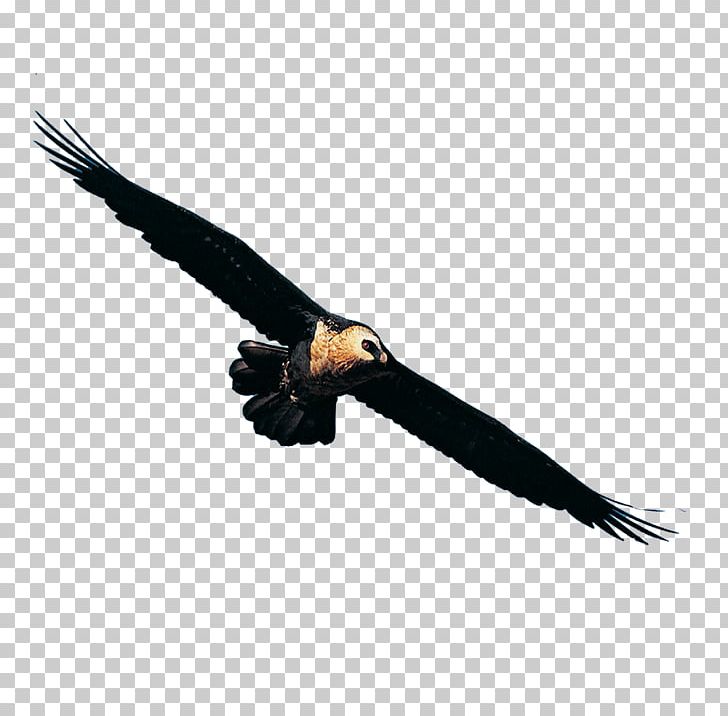 Bird Taiyuan Illustration PNG, Clipart, Accipitriformes, Animal, Animals, Background Black, Beak Free PNG Download