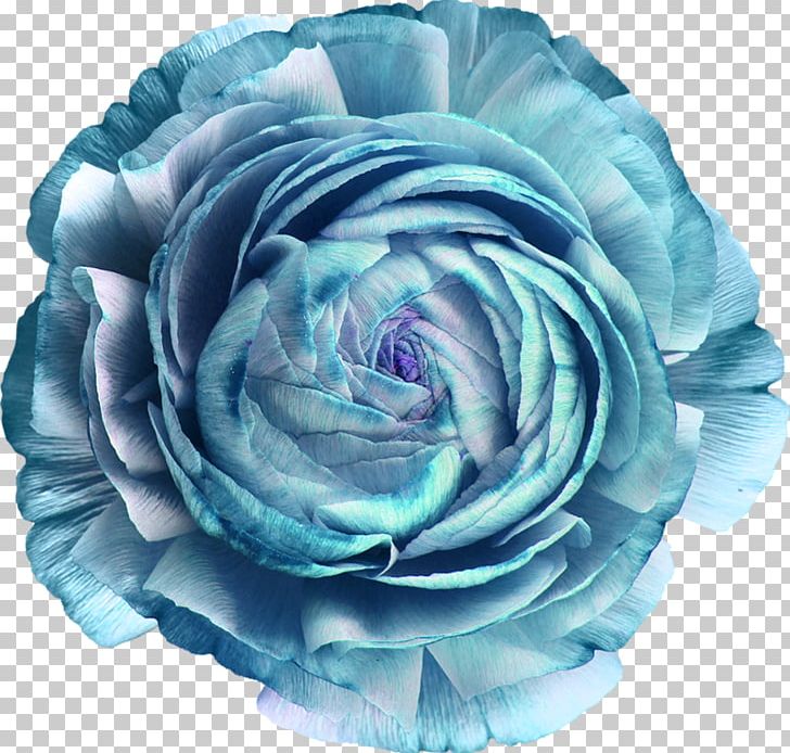 Garden Roses Blue Rose Cut Flowers PNG, Clipart, Beach Rose, Blue, Blue Rose, Cut Flowers, Flower Free PNG Download