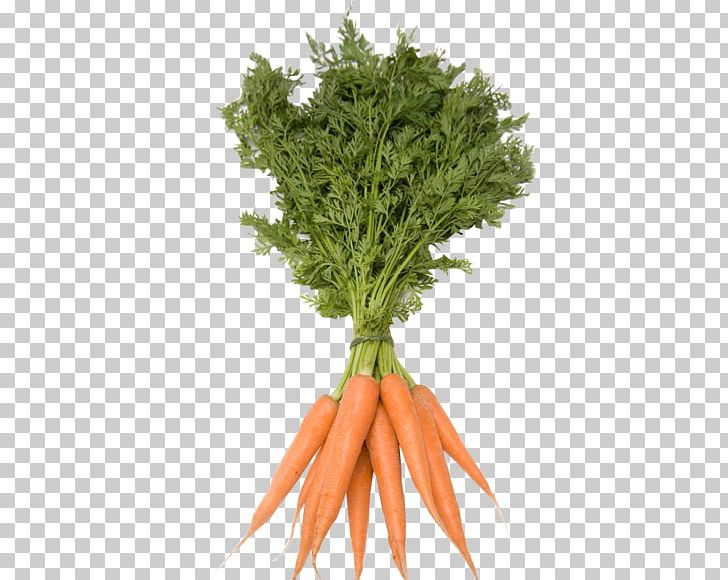 Utah Carrot Vegetable Stock Photography PNG, Clipart, Bunch Of Carrots, Carrot Cartoon, Carrot Juice, Carrots, Cartoon Carrot Free PNG Download