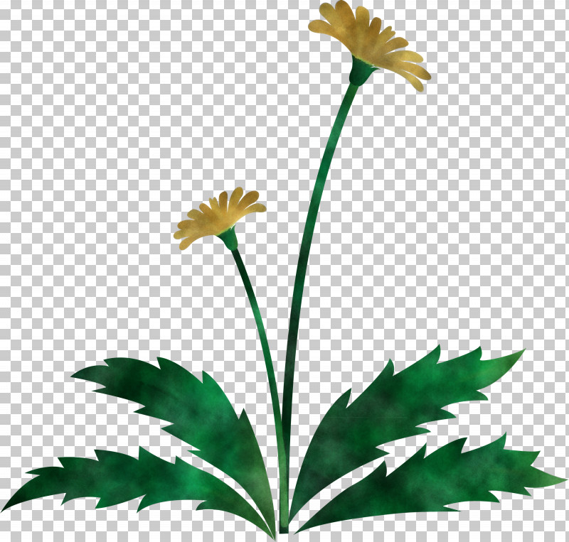 Dandelion Flower Easter Day Flower Spring Flower PNG, Clipart, Dandelion Flower, Easter Day Flower, Flower, Leaf, Pedicel Free PNG Download