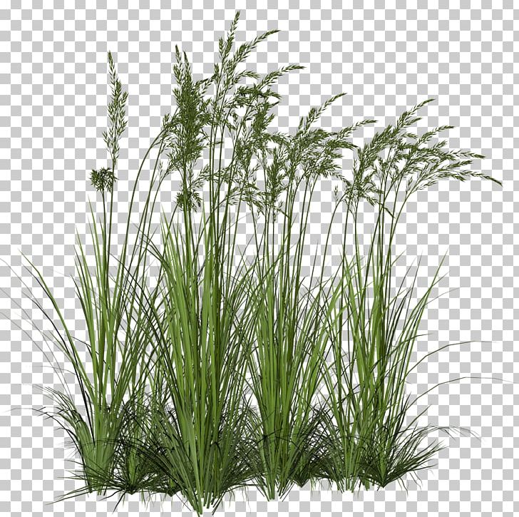 Ornamental Grass Grasses Computer Icons PNG, Clipart, Chrysopogon Zizanioides, Clip Art, Commodity, Computer Icons, Evergreen Free PNG Download