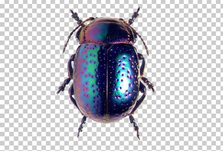 Beetles And Bugs Chrysolina Fastuosa Ladybird Beetle Darkling Beetle PNG, Clipart, Animal, Arthropod, Beetle, Beetles And Bugs, Bugs Free PNG Download
