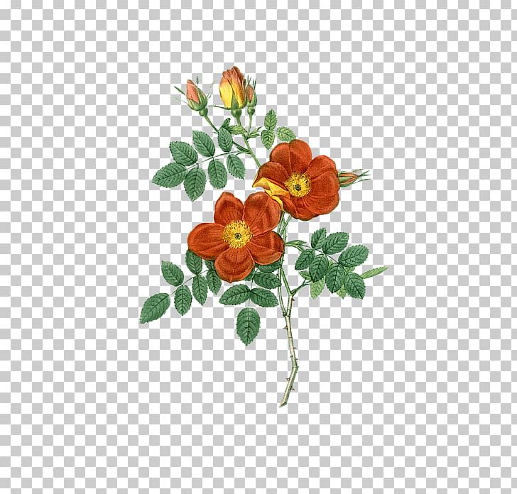 Roses Austrian Briar Sweet-Brier Flower Botany PNG, Clipart, Art, Botanical Illustration, Cut Flowers, Damask Rose, Engraving Free PNG Download