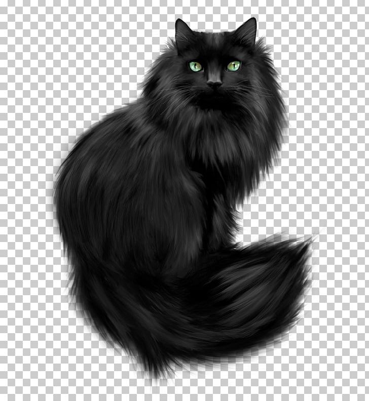 Norwegian Forest Cat Persian Cat Kitten Feral Cat PNG, Clipart, Animal, Animals, Background Black, Black, Black Background Free PNG Download