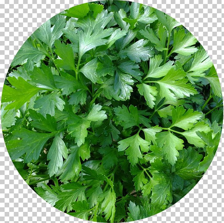 Parsley Herb Spice Vegetable Food PNG, Clipart, Celery, Chervil, Chives, Condiment, Coriander Free PNG Download
