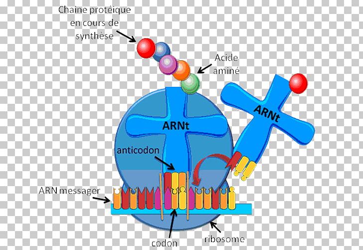 Transfer RNA Ribosome Messenger RNA Ribosomal RNA PNG, Clipart, Amino Acid, Anticodon, Codon, Definition, Diagram Free PNG Download