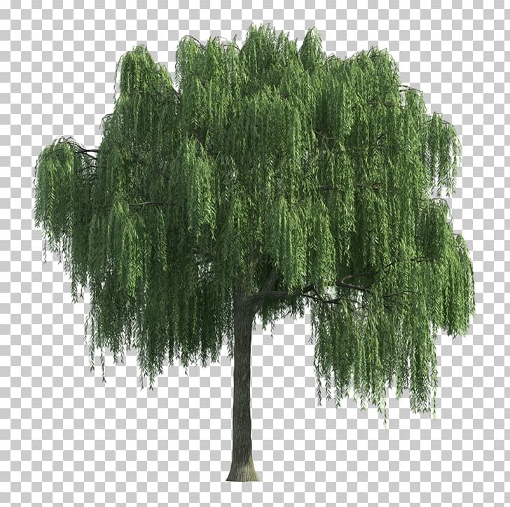 Willow Tree Shrub PNG, Clipart, Adobe Flash Player, Biome, Book, Evergreen, Grass Free PNG Download