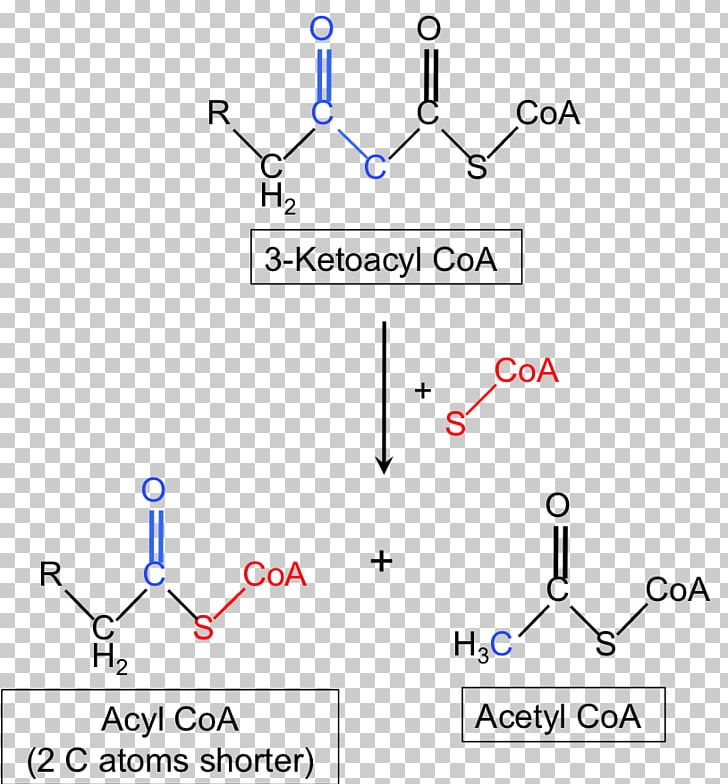 Beta-ketothiolase Deficiency Acetyl-CoA C-acetyltransferase Enzyme PNG, Clipart, Acetylcoa, Acylcoa, Acyl Group, Acyltransferase, Angle Free PNG Download
