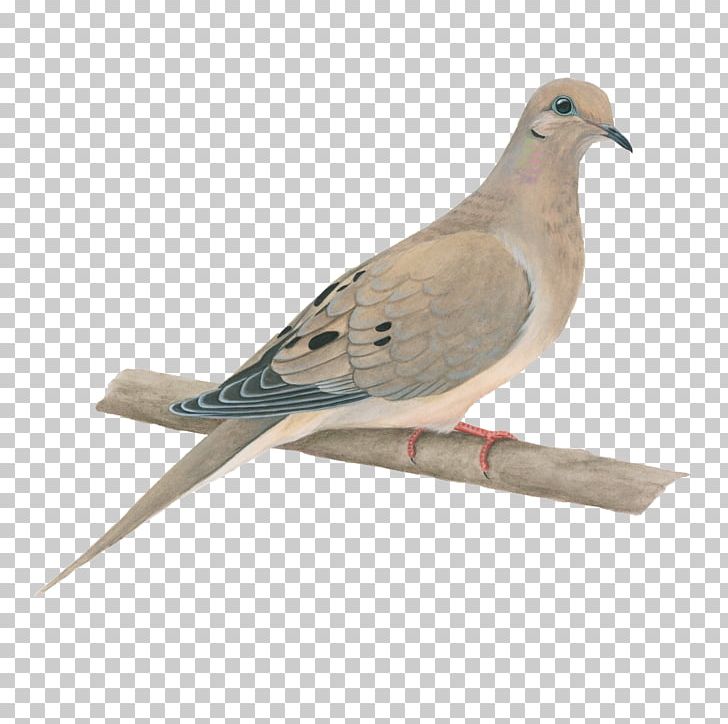 Columbidae Bird Rock Dove Squab Mourning Dove PNG, Clipart, Animals, Barbary Dove, Beak, Bird, Bird Rock Free PNG Download
