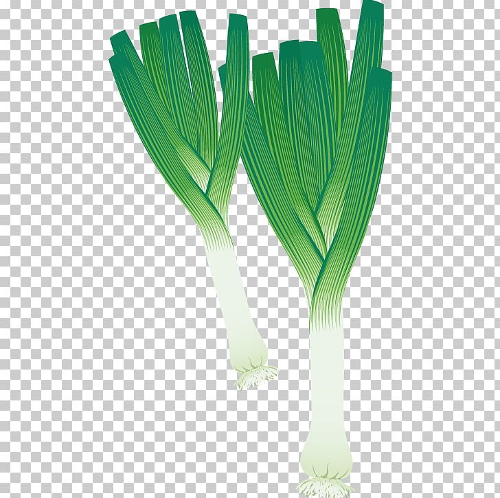 Leek Vegetable Potato Onion PNG, Clipart, Food, Grass, Grass Family, Green, Green Onions Free PNG Download