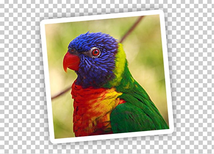Parrot Bird Scarlet Macaw Conure PNG, Clipart, Animals, Australian King Parrot, Australian Parrots, Beak, Bird Free PNG Download
