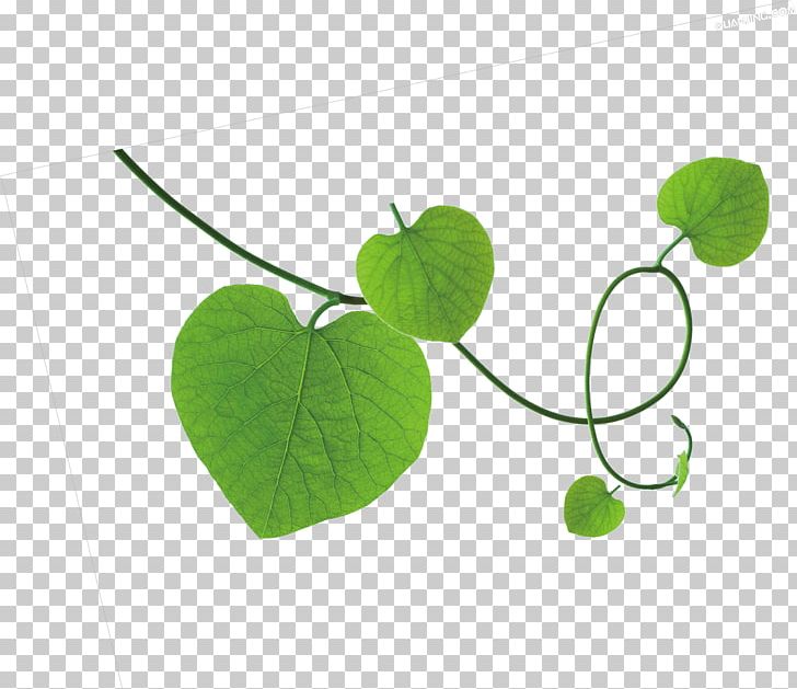 Parthenocissus Tricuspidata PNG, Clipart, Adobe Illustrator, Autumn Leaf, Branch, Download, Encapsulated Postscript Free PNG Download