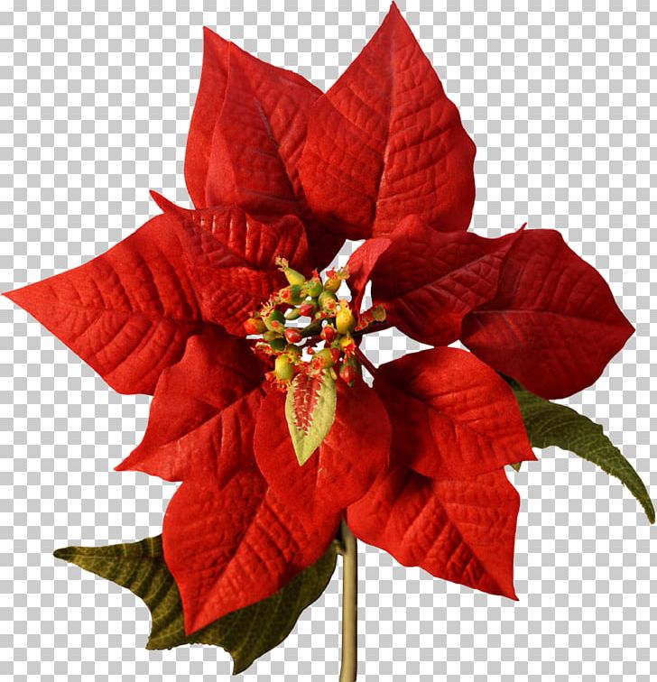 Poinsettia Flower Christmas Cutting Joulukukka PNG, Clipart, Birth Flower, Christmas, Christmas Decoration, Cut Flowers, Cutting Free PNG Download