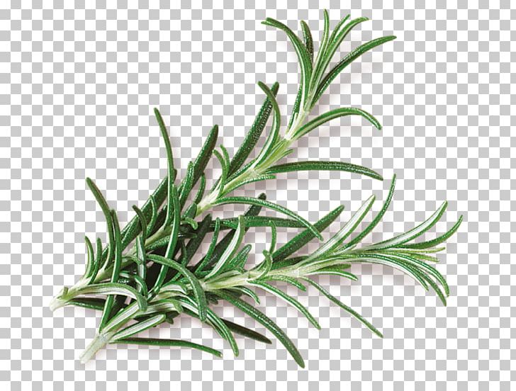 Rosemary Ratatouille Mediterranean Cuisine Herb Spice PNG, Clipart, Alecrim, Cooking, Crouton, Flavor, Grass Free PNG Download