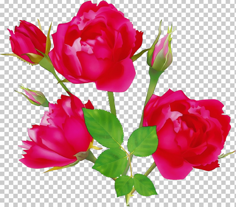 Garden Roses PNG, Clipart, Annual Plant, Artificial Flower, Chinese Peony, Common Peony, Cut Flowers Free PNG Download