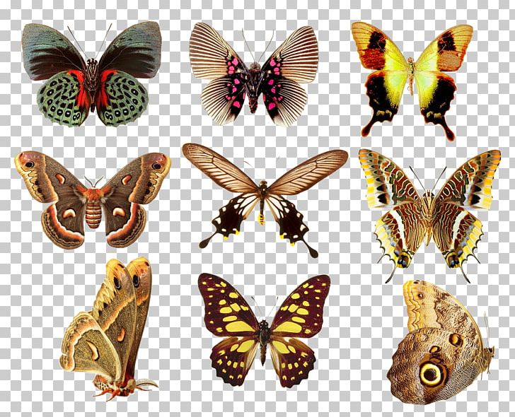 Butterfly Color Art PNG, Clipart, Art, Brown, Brush Footed Butterfly, Butterflies, Butterfly Group Free PNG Download