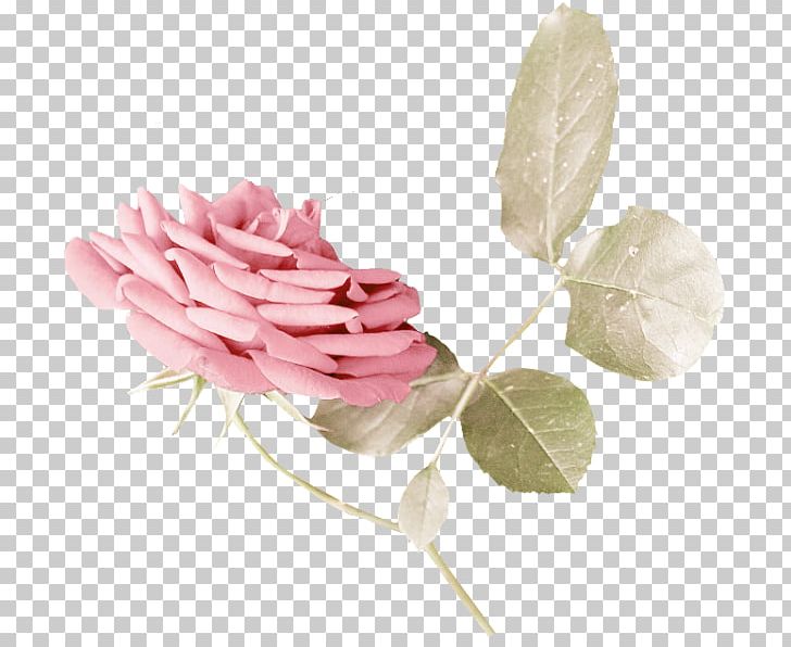 Cabbage Rose Garden Roses Cut Flowers Petal Plant Stem PNG, Clipart, Branch, Cut Flowers, Flower, Flowering Plant, Garden Free PNG Download