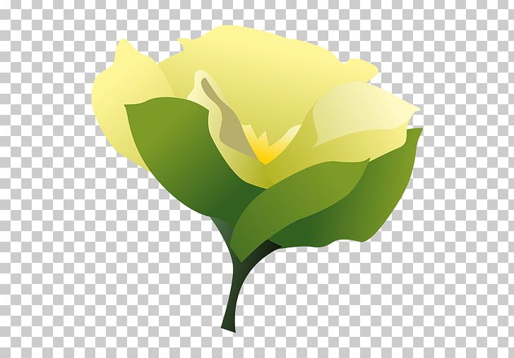 Cape Jasmine Desktop Gardenia Taitensis PNG, Clipart, Animation, Cape Jasmine, Cartoon, Computer Wallpaper, Desktop Wallpaper Free PNG Download