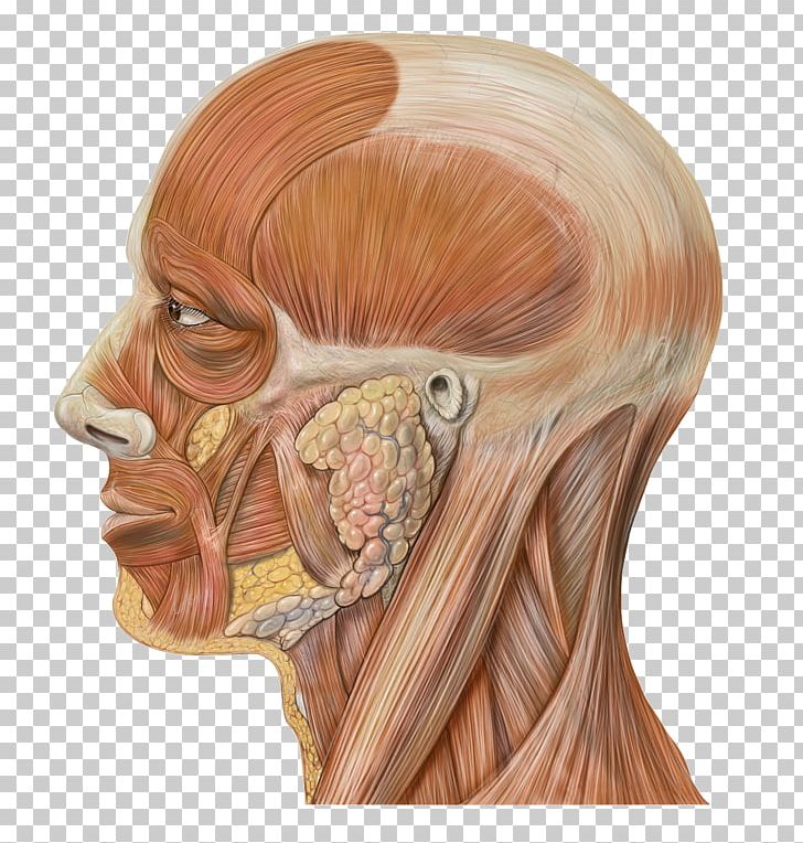 Head And Neck Anatomy Human Head Face PNG, Clipart, Anatomy, Bone, Brown Hair, Chin, Cranial Nerves Free PNG Download