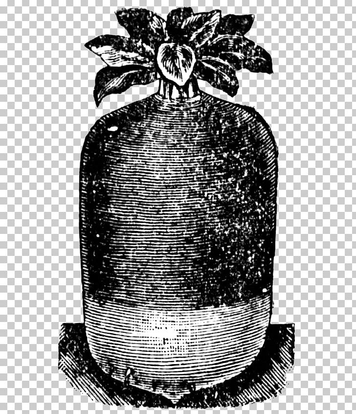 Radish Root Vegetables Turnip PNG, Clipart, Black And White, Food Drinks, Garden, History, Monochrome Free PNG Download