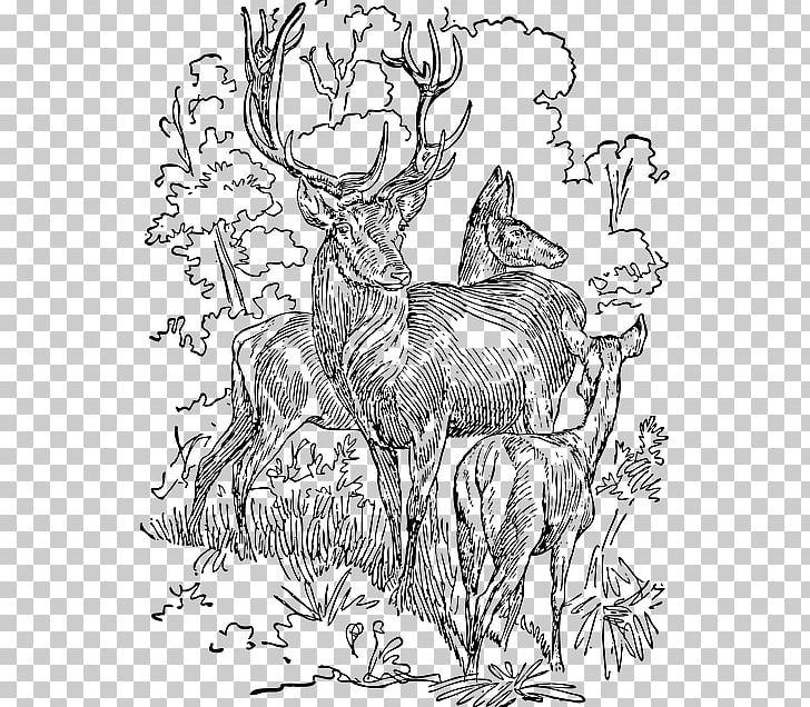White-tailed Deer Red Deer Reindeer Moose PNG, Clipart, Animals, Antler, Art, Artwork, Asal Free PNG Download
