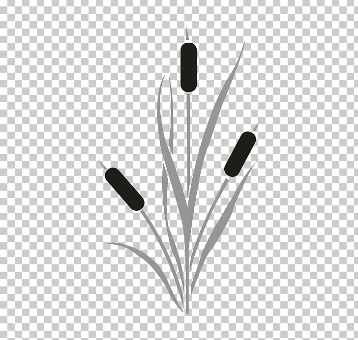 Cattail Drawing PNG, Clipart, Art, Audio, Audio Equipment, Black And White, Cattail Free PNG Download