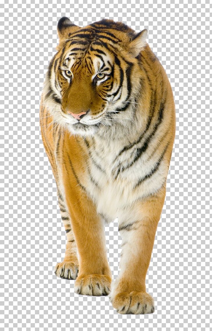 Lion Felidae Bengal Tiger Stock Photography PNG, Clipart, Animal, Animals, Bengal Tiger, Big Cat, Big Cats Free PNG Download