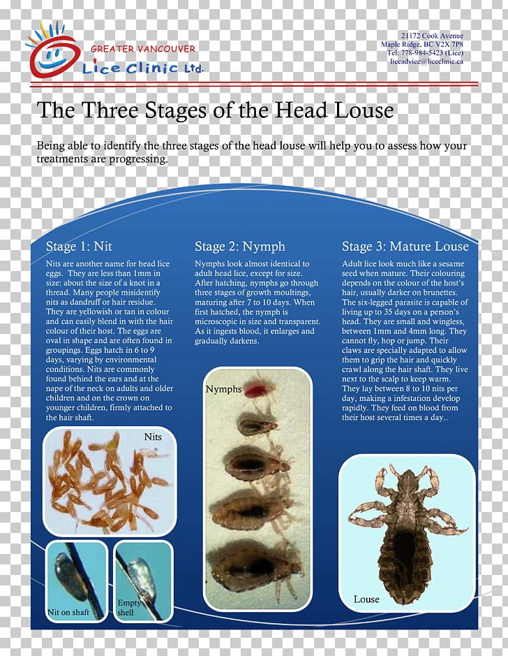 Louse Greater Vancouver Lice Clinic Comb Organism PNG, Clipart, Brochure, Clinic, Comb, Essay, Greater Vancouver Free PNG Download