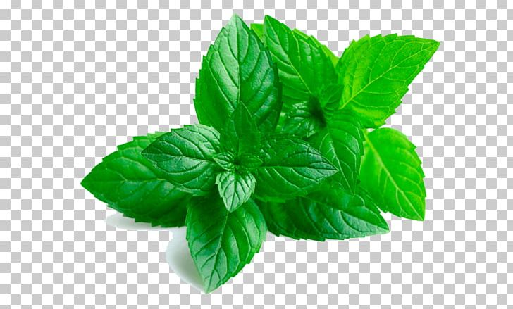 Peppermint Extract Oil Mentha Spicata PNG, Clipart, Basil, Blend, Bottle, Essential, Essential Oil Free PNG Download