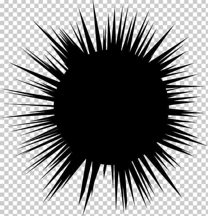 Sea Urchin Hedgehog Silhouette PNG, Clipart, Animals, Art, Black, Black And White, Circle Free PNG Download