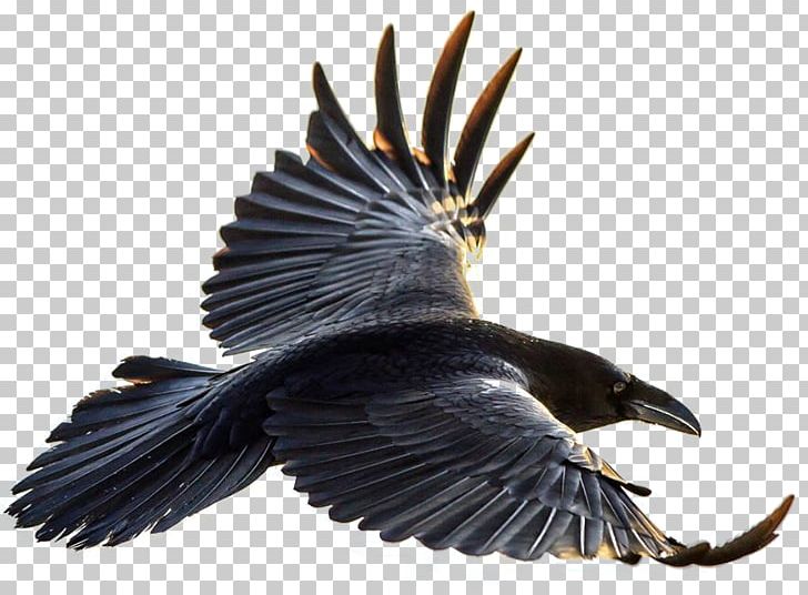 Bird Brains: The Intelligence Of Crows PNG, Clipart, American Crow, Beak, Bird, Bird Brains, Bird Flight Free PNG Download