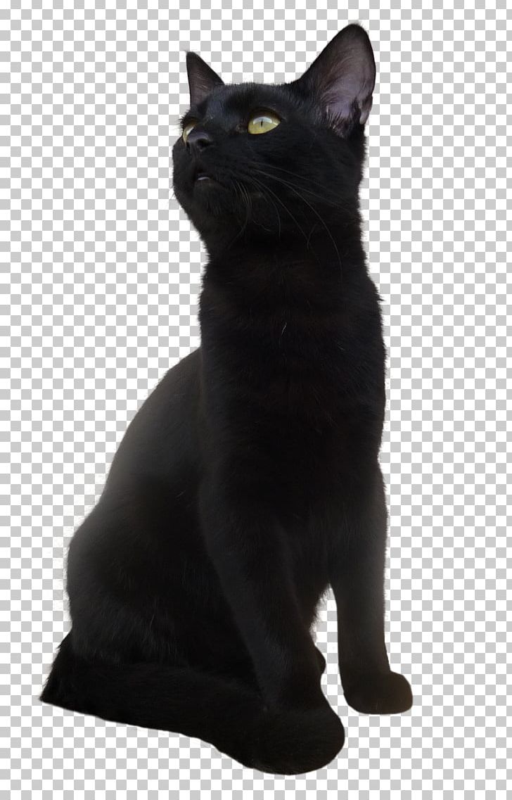 Bombay Cat Black Cat Kitten PNG, Clipart, Animals, Asian, Black, Black Cat, Bombay Free PNG Download