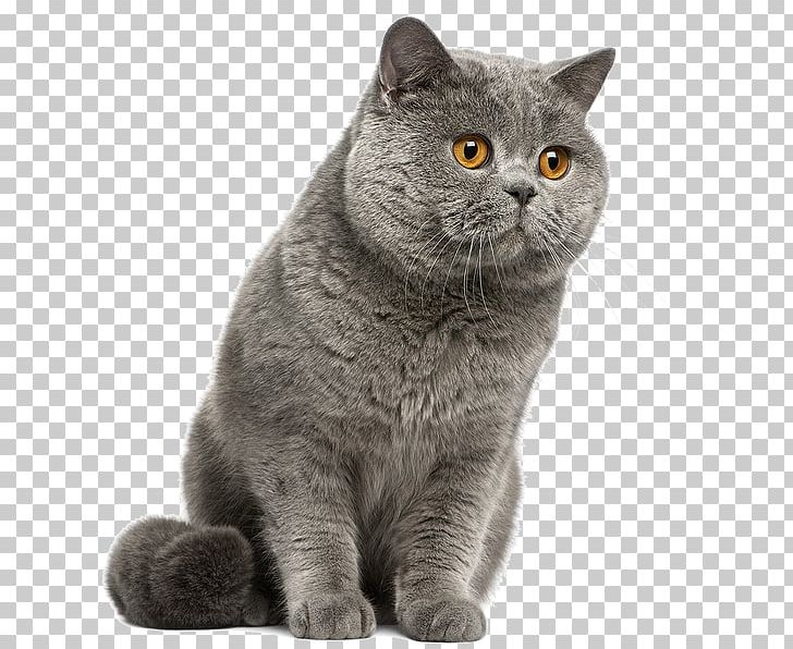 British Shorthair American Shorthair Manx Cat Scottish Fold Kitten PNG, Clipart, American Wirehair, Animals, Asian, Breed, Brithis Shorthair Free PNG Download