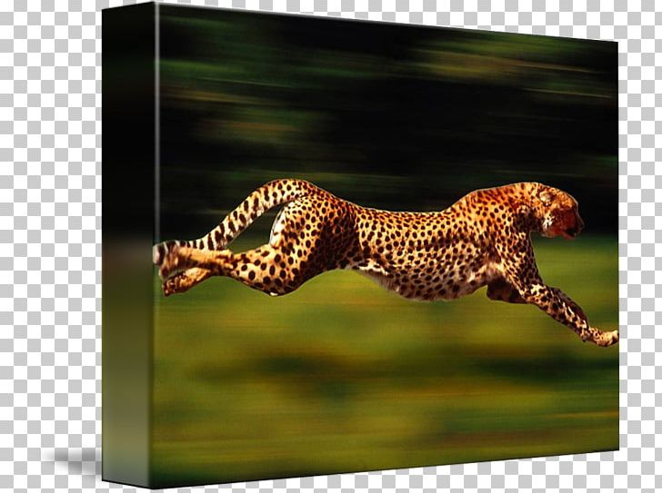 Cheetah Leopard Felidae Cat Animal PNG, Clipart, Animal, Animal Print, Animals, Animal School, Big Cat Free PNG Download